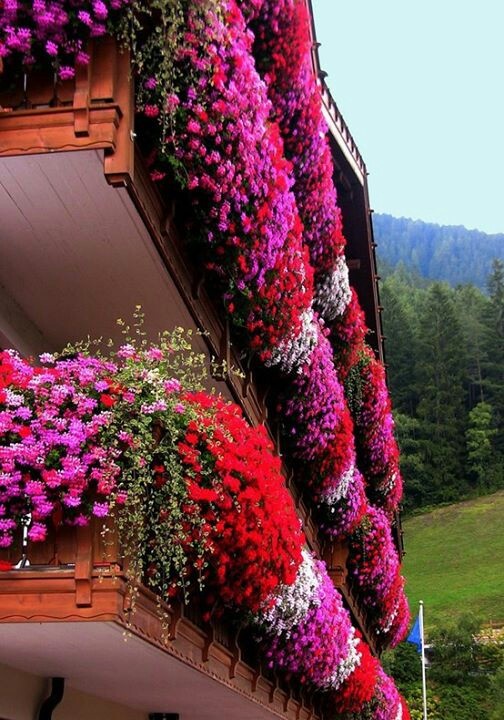 Цветы На Балконе Фото