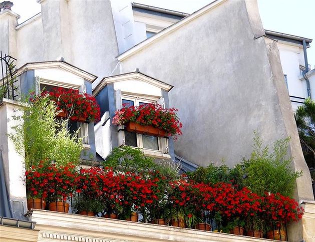 Красные цветы в оформлении балкона