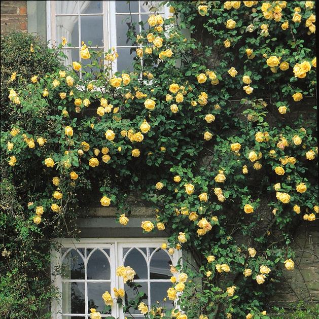 Желтые цветы в оформлении окон жилого дома