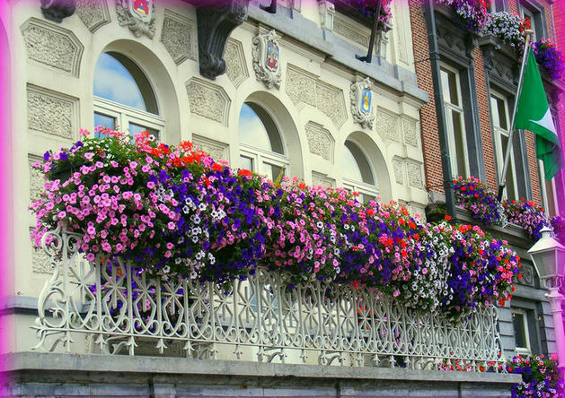 Цветы разных цветов на балконе
