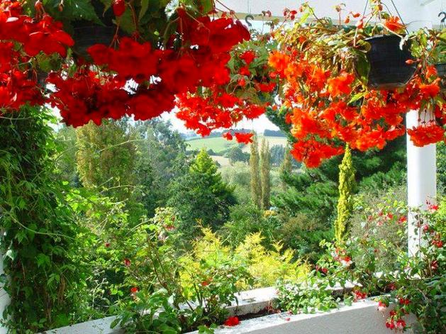 Красные подвесные цветы на балконе
