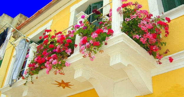 Приятные цвета растений в украшении балкона