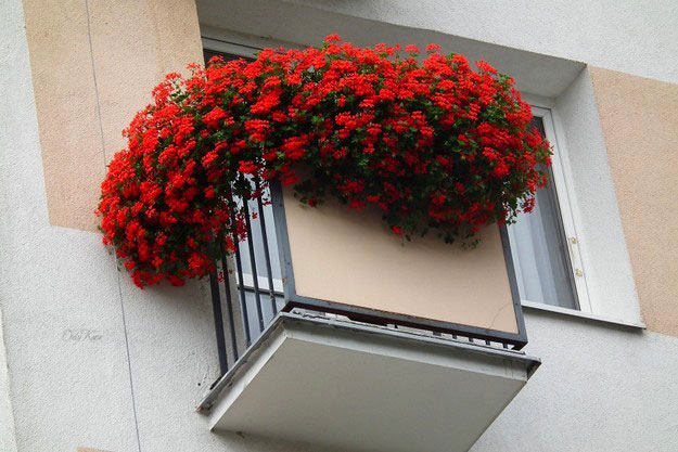 Использование красных растений в украшении балкона