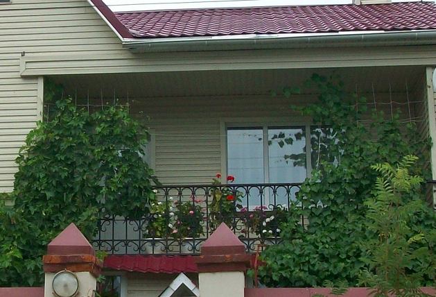 Зеленное оформление балкона
