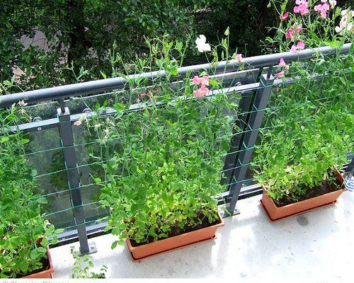Длинные горшки с растения на балконе