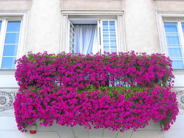 Фиолетовые цветы на внешней стороне балкона