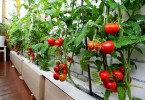 Выращиваем овощи на балконе