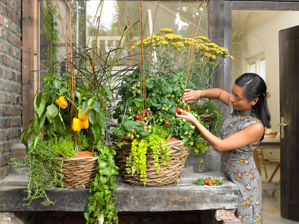 Овощи выращивание в домашних условиях. Мини огородик на балконе. Овощи на балконе. Огород в квартире. Овощи на подоконнике.