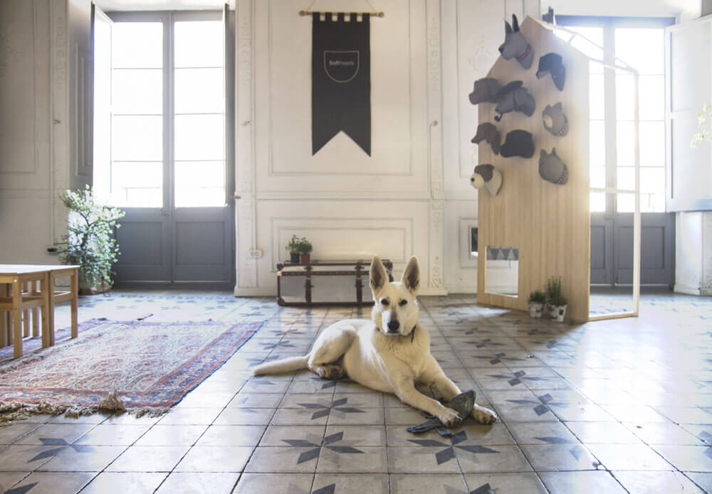 Дизайнерское оформление пространства: экспозиция с собакой