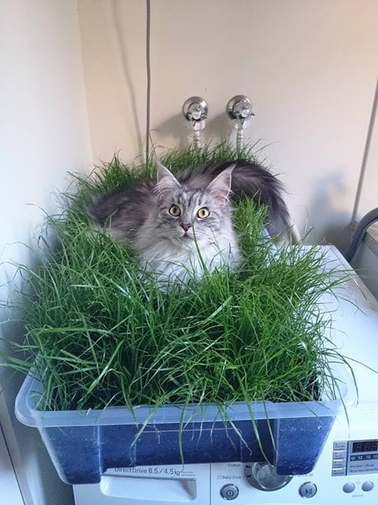Кошки в интерьере: лоток с травой