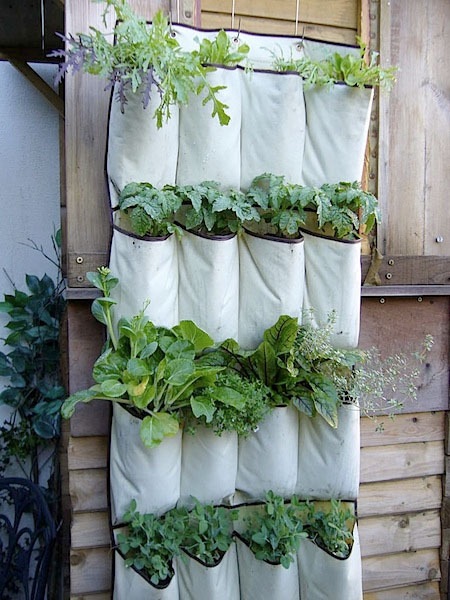 Мини сад для балкона: мешки из-под обуви с растениями 
