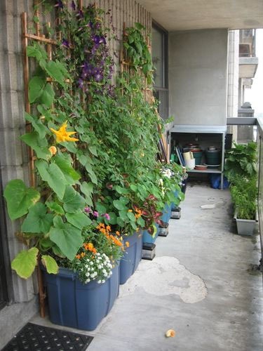 Мини сад для балкона: небольшой собственный патио 