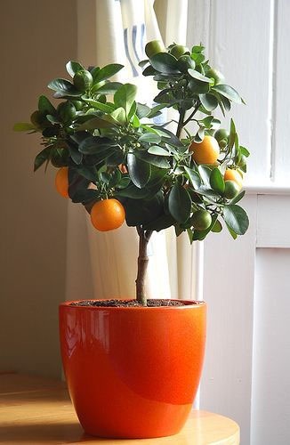 Мини сад для балкона: маленькое апельсиновое дерево
