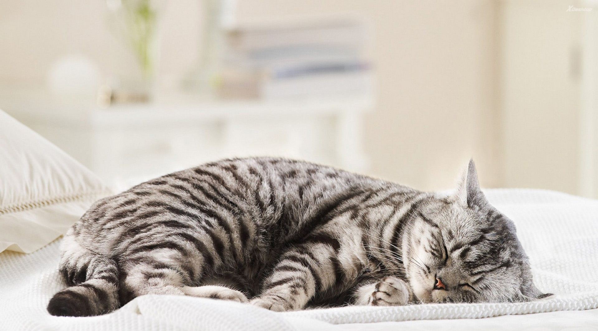 Уход за подушками: кот