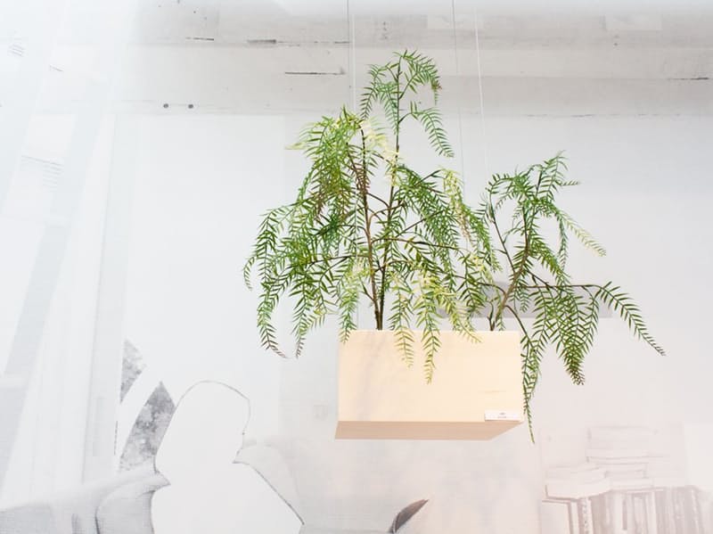 Воздушный лёгкий интерьер: растение становится настоящим украшением комнаты